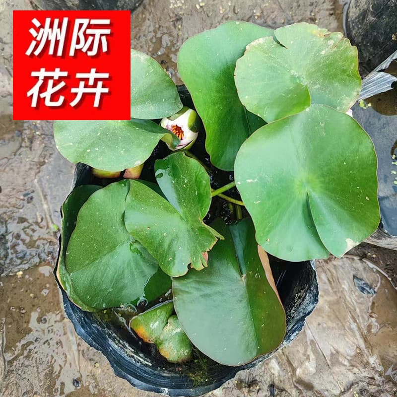 Large Pond Water Lily, Fish Tank Water Lily Root Block with Flower Bud, Potted Water Plant, Garden Water Lily Seedling