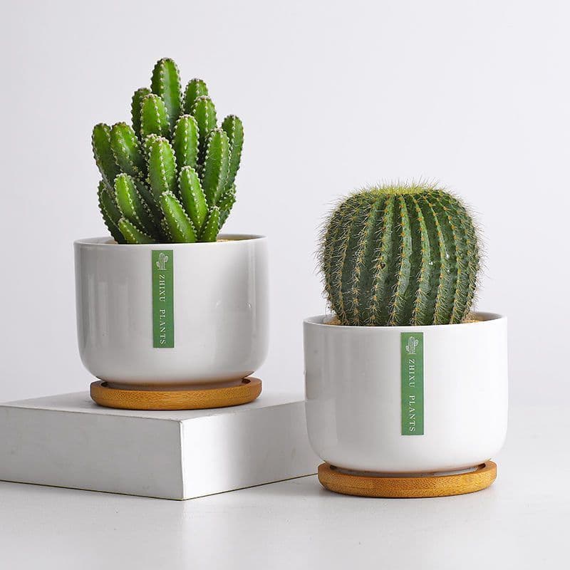 Cactus Ball Potted Indoor Flowers Cactus Desktop Green Plant Small Potted Cute Succulent Plant Bonsai
