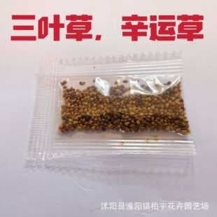 Cross-border Transparent Small Pack Seeds Clover Seeds Lucky Clover Seeds Easy to Grow for Students Home Gardening Flowers Color Pack