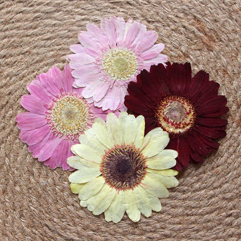Gerbera Dried Flower Pressed Flower Lamp DIY Kit, Plant Specimen, Bookmark Lamp, Petal Decoration