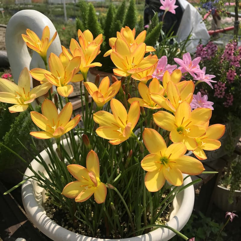 Rain lily bulbs, year-round flowering, double-flowered Zephyranthes candida, and candida seedlings; suitable for indoor and outdoor gardens, flower beds, and cold-hardy potted plants.