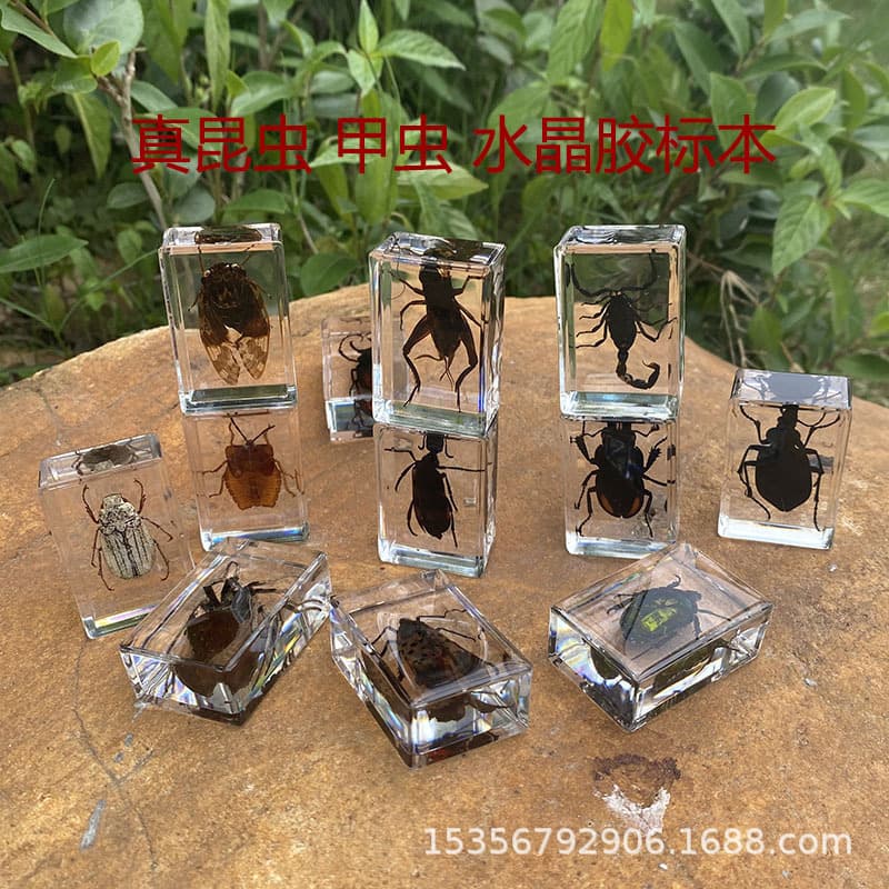 Real Insect Specimens Science Education Transparent Crystal Resin Ornaments: Beetles, Spiders, Scorpions, June Bugs, Grasshoppers, Crickets