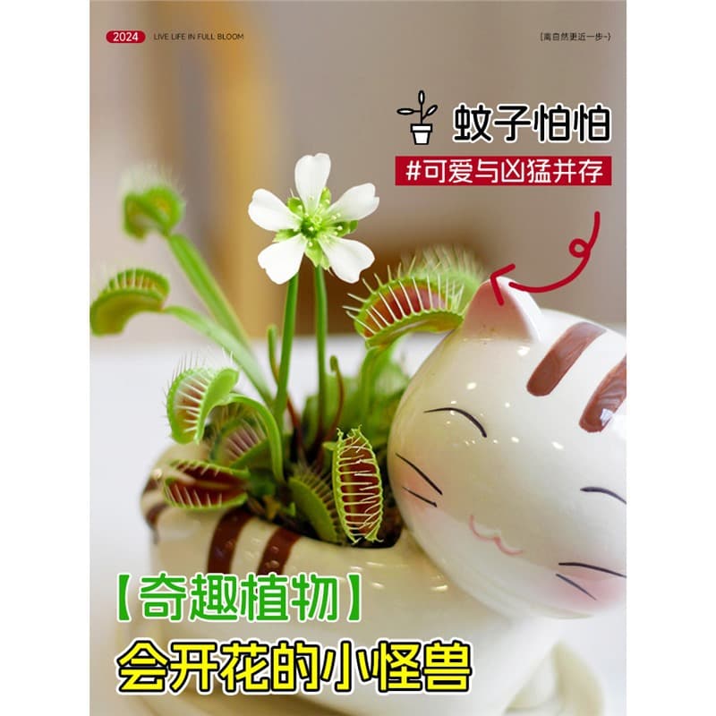 Venus Flytrap Fun Potted Desktop Mosquito Repellent Grass Insectivorous Plant Man-Eating Flower Mosquito Catcher Large Insect-Catching Plant