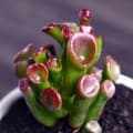 Succulent Plant Wholesale Small Succulent Self-produced Self-sold Flower Jade Combination Potted Living Stone Base Flower Succulent Plant
