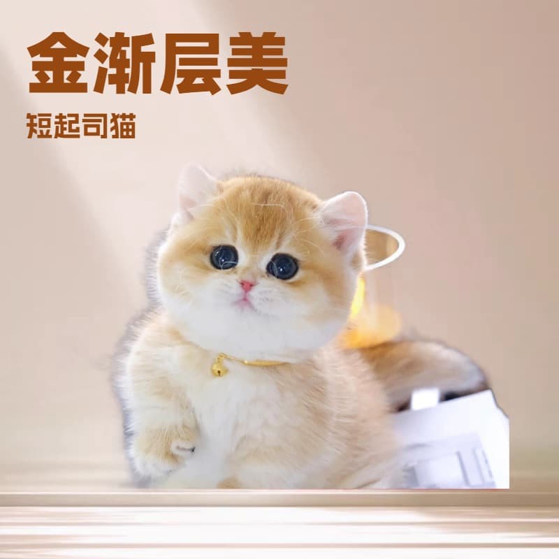 Maine Coon, Siamese, Golden Chinchilla, American Shorthair, Ragdoll, Calico, Munchkin, Napoleon, Minuet Live Cats