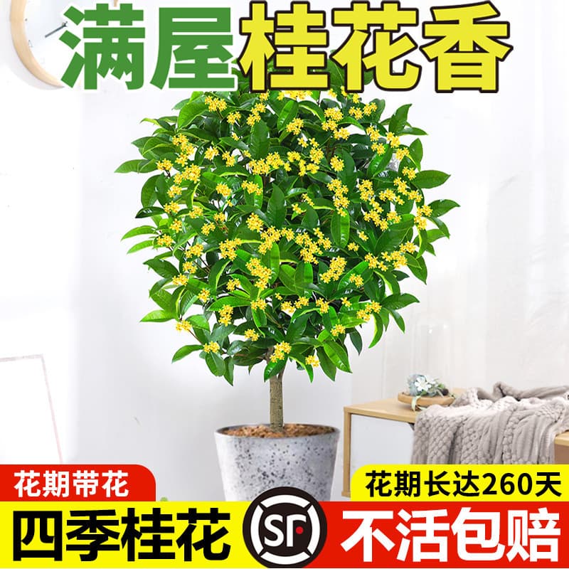 Osmanthus Tree Seedlings Four Seasons Osmanthus Potted Plant August Osmanthus Seedlings Golden Osmanthus Ground Planting Fragrant Dan Osmanthus Courtyard