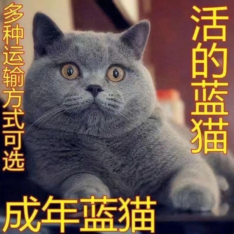 Blue British Shorthair Blue and White Kitten Pet Cat Adult Cat Blue Fat Cat