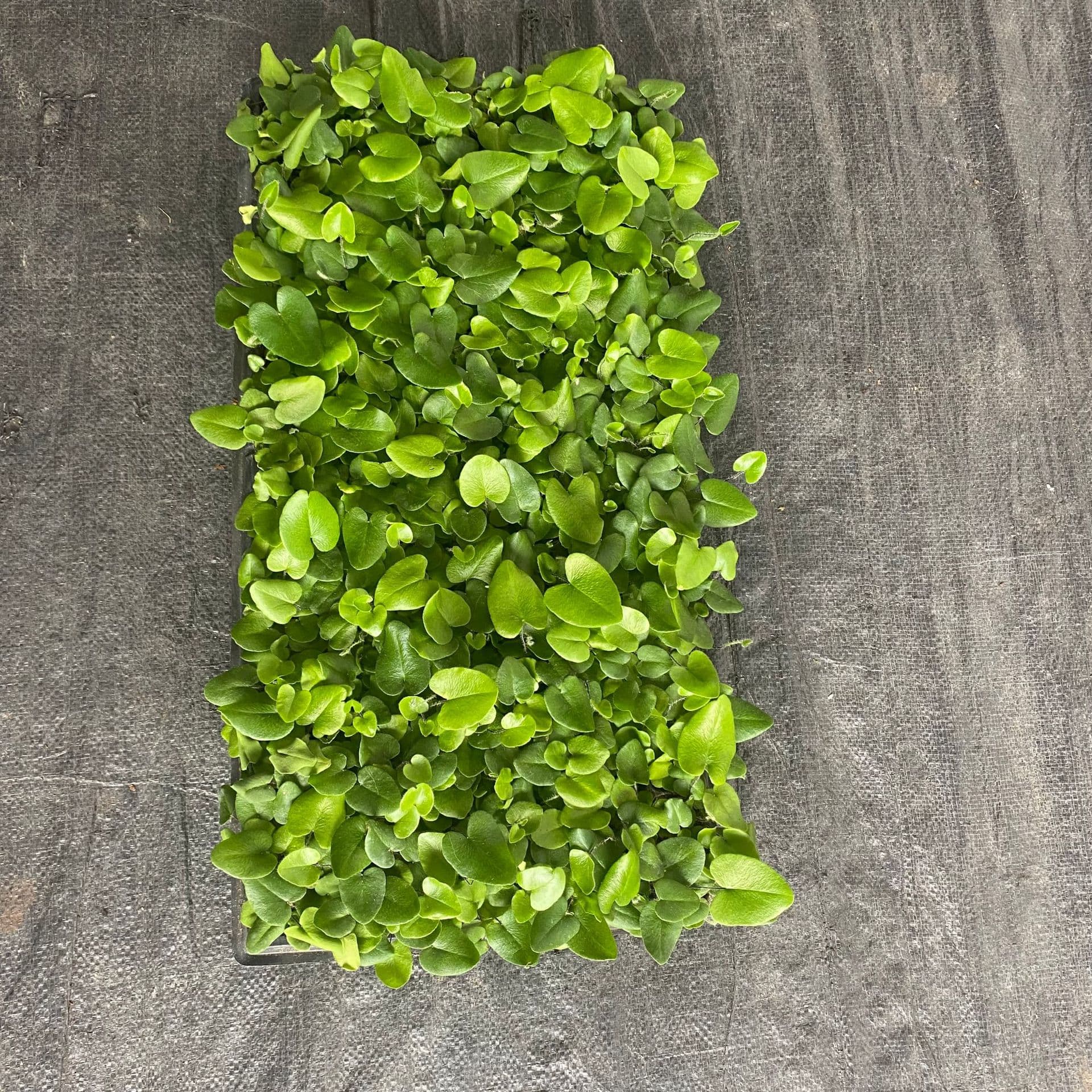 Miniature Landscape Plant Small Potted Wish Fern Seedling DIY Water-Land Tank Terrarium Fern Ecological Tank Green Plant Evergreen Four Seasons