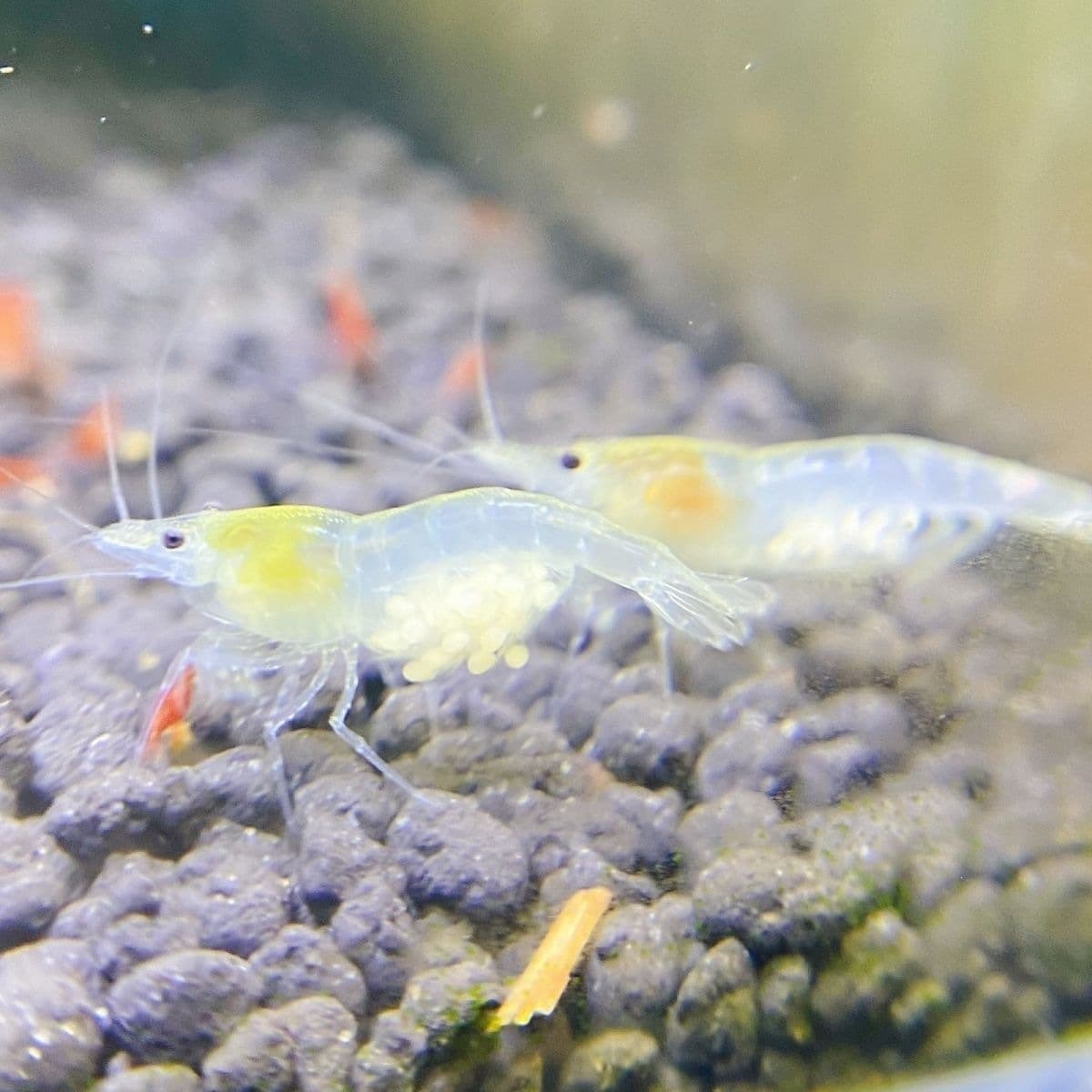 Hardy Live Shrimp Freshwater Free Shipping Fish Tank Cleaner Tool Loss Protection Snowball Pet Shrimp Ornamental Shrimp Algae Eater