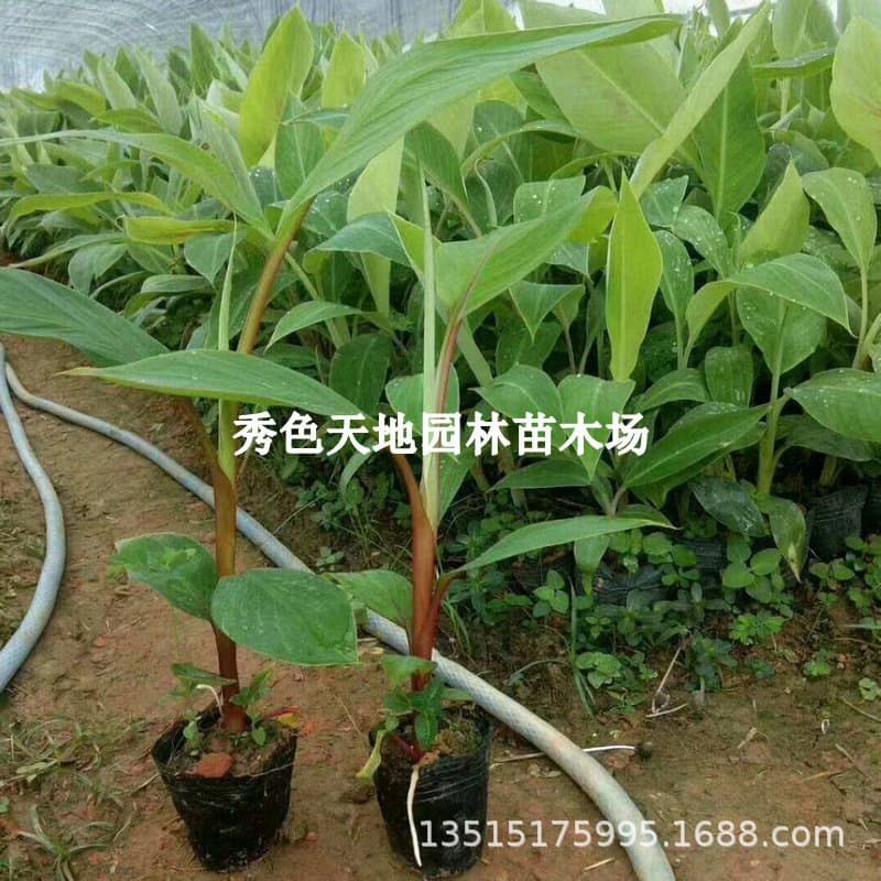 Banana Tree Seedlings - Southern Four-Season Dwarf Banana, Pink Banana, Dwarf Banana Tree Seedlings with Soil and Leaves for Potted or Garden Planting