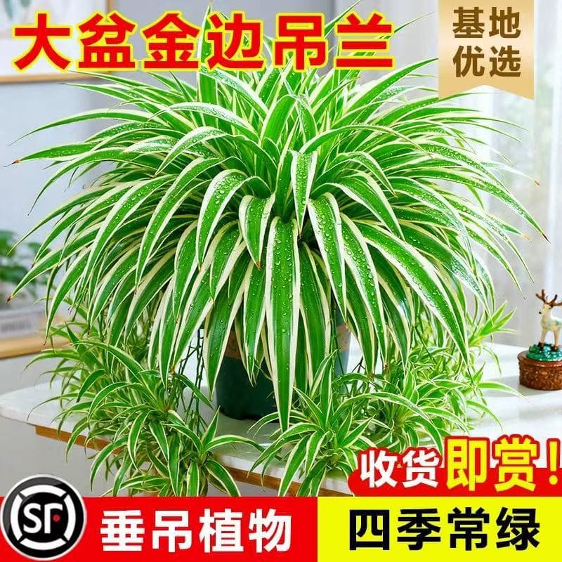 Curly Variegated Spider Plant Potted Plant French Lady Curly Spider Plant Indoor New Home Air Purifying Formaldehyde Green Plant