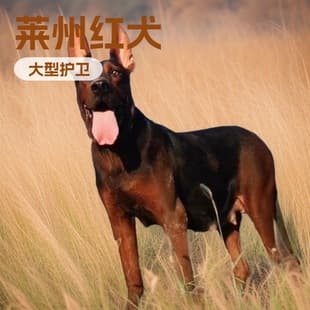 Wholesale Purebred Laizhou Red Large Guard Dog Purebred Dog Hunting Dog Pet Live Puppy Explosion-Proof Dog Puppy