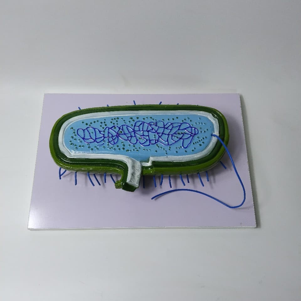 New Curriculum Standard 30409310201 Bacteria Model - High School Biology Teaching Model