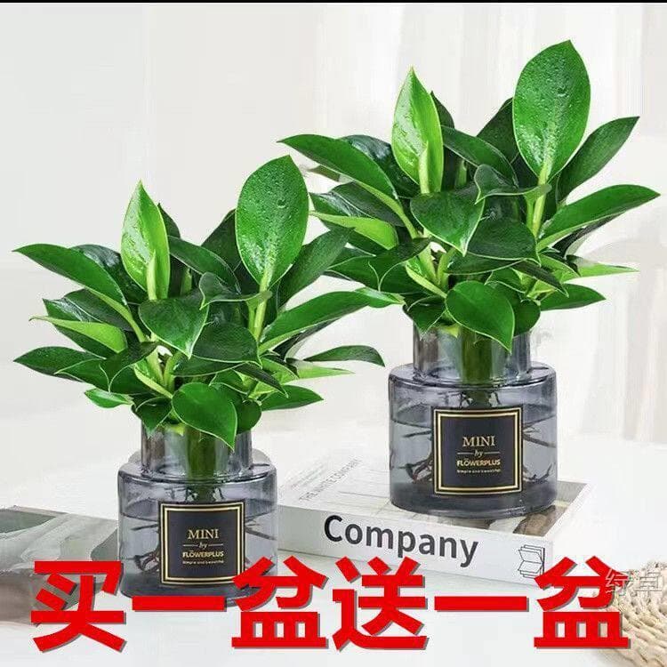 Buy One Get One Free: Large-Leaf Golden Diamond Green Princess Hydroponic Indoor Easy-To-Care-For Green Plant Potted Plant with Gray Hydrogel Pot for All Seasons