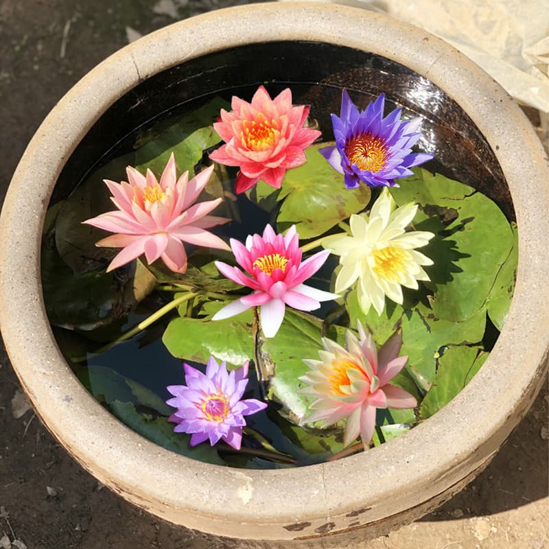 Large Water Lily Aquatic Plant Water Lily Seedling Rhizome Four-Season Water-Grown Flower Potted Indoor Courtyard Easy to Grow and Bloom