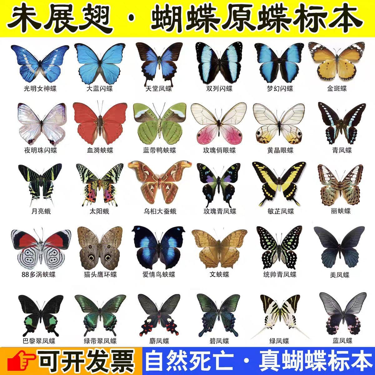 Butterfly specimens, unspread original butterflies, assorted original and mixed butterflies, DIY insects, kindergarten teaching, collection, photography, wholesale