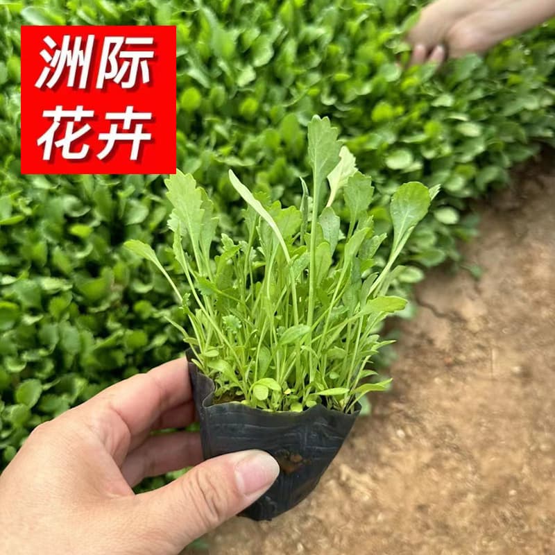 Open-field Large Daisy Seedlings, Large Daisy Planting Base for Landscaping, Perennial Ground Cover Cultivation of Large Daisy