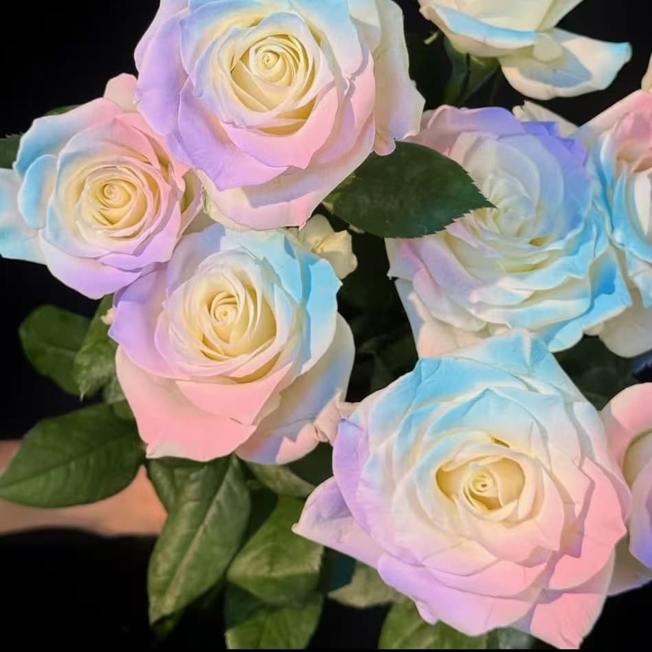 Rare Colorful Rose Seeds Romantic Cold-Resistant Fragrant Perennial Rose Seeds Potted Outdoor Balcony
