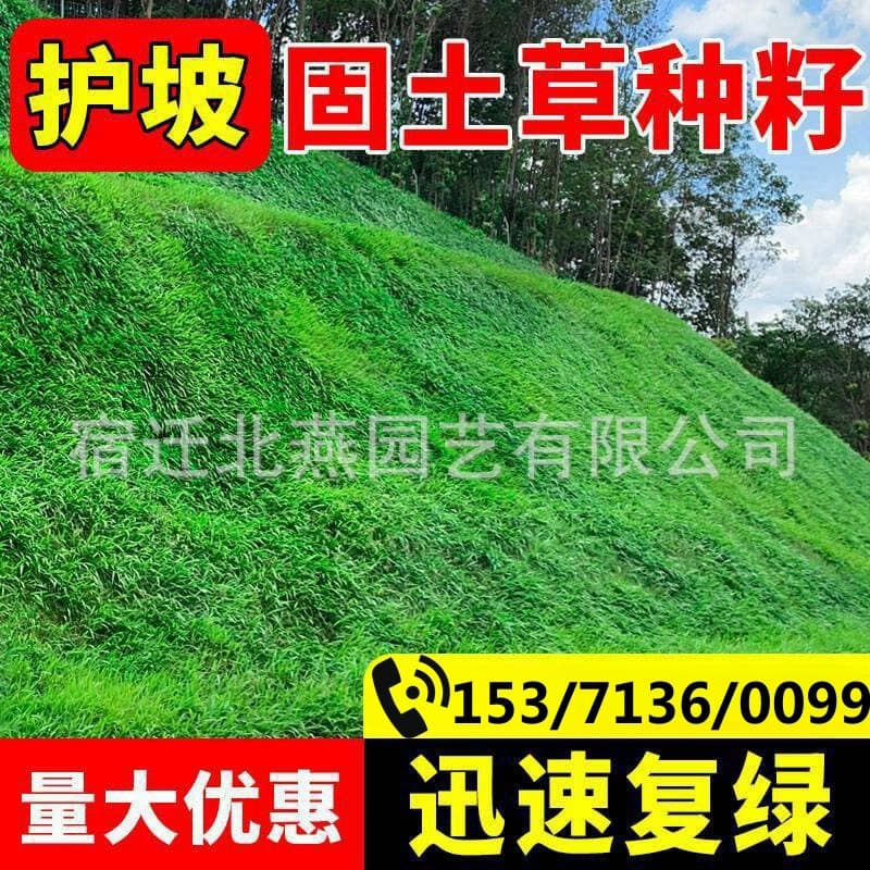Lawn seeds, grass seeds, evergreen, no-mowing, bermudagrass, slope protection turf, hardy ryegrass, landscaping grass seeds.