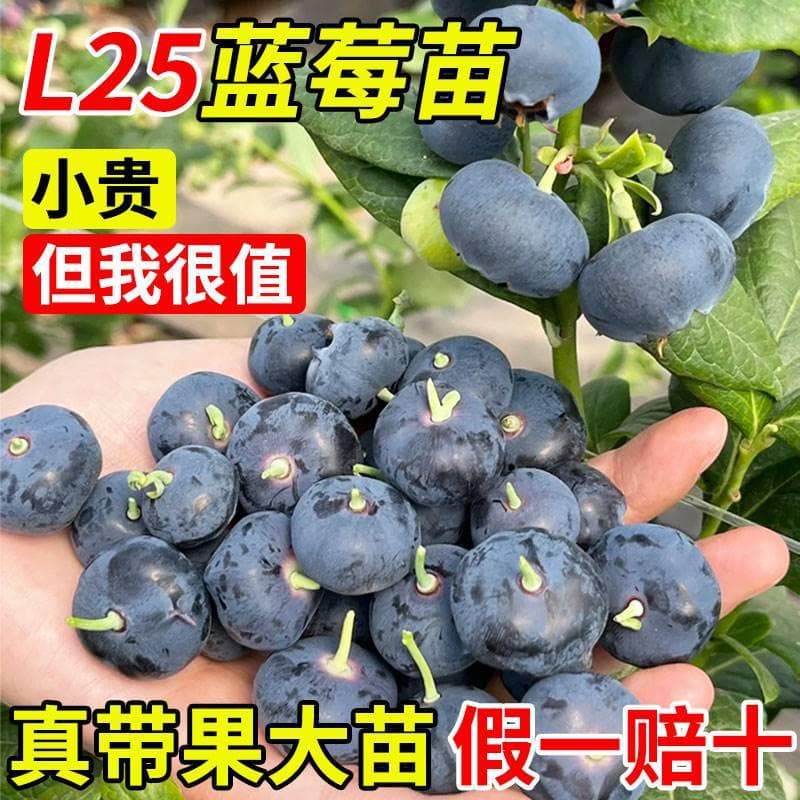 Blueberry Tree Seedling Extra Large Potted with Big Fruit and Flower Buds L25 Blueberry Seedling Suitable for Ground Planting in North and South Fruit Trees