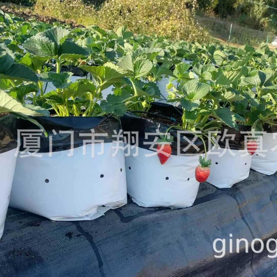 Factory Direct PE Black and White Film Thickened Anti-Aging Grow Bags, Perforated Breathable Root-Promoting Substrate Cultivation Bags