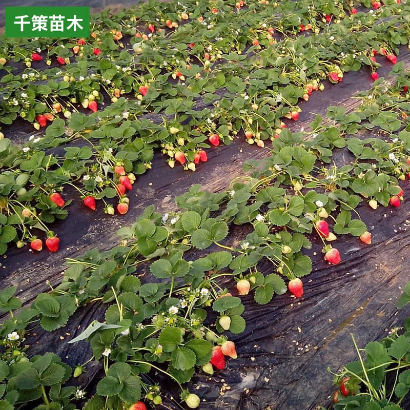 Wholesale Strawberry Seedlings from Base, Fruit-Bearing Cream Strawberry Seedlings for Balcony and Garden in Four Seasons, Fruit-Bearing in the Same Year