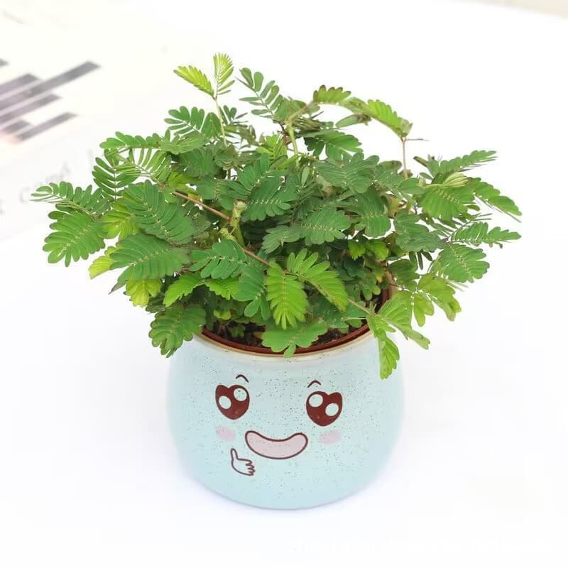 Mimosa Potted Plant - Indoor Balcony Flower, Living Room Office Bedroom Greenery, Easy to Care, Four Seasons Green Plant
