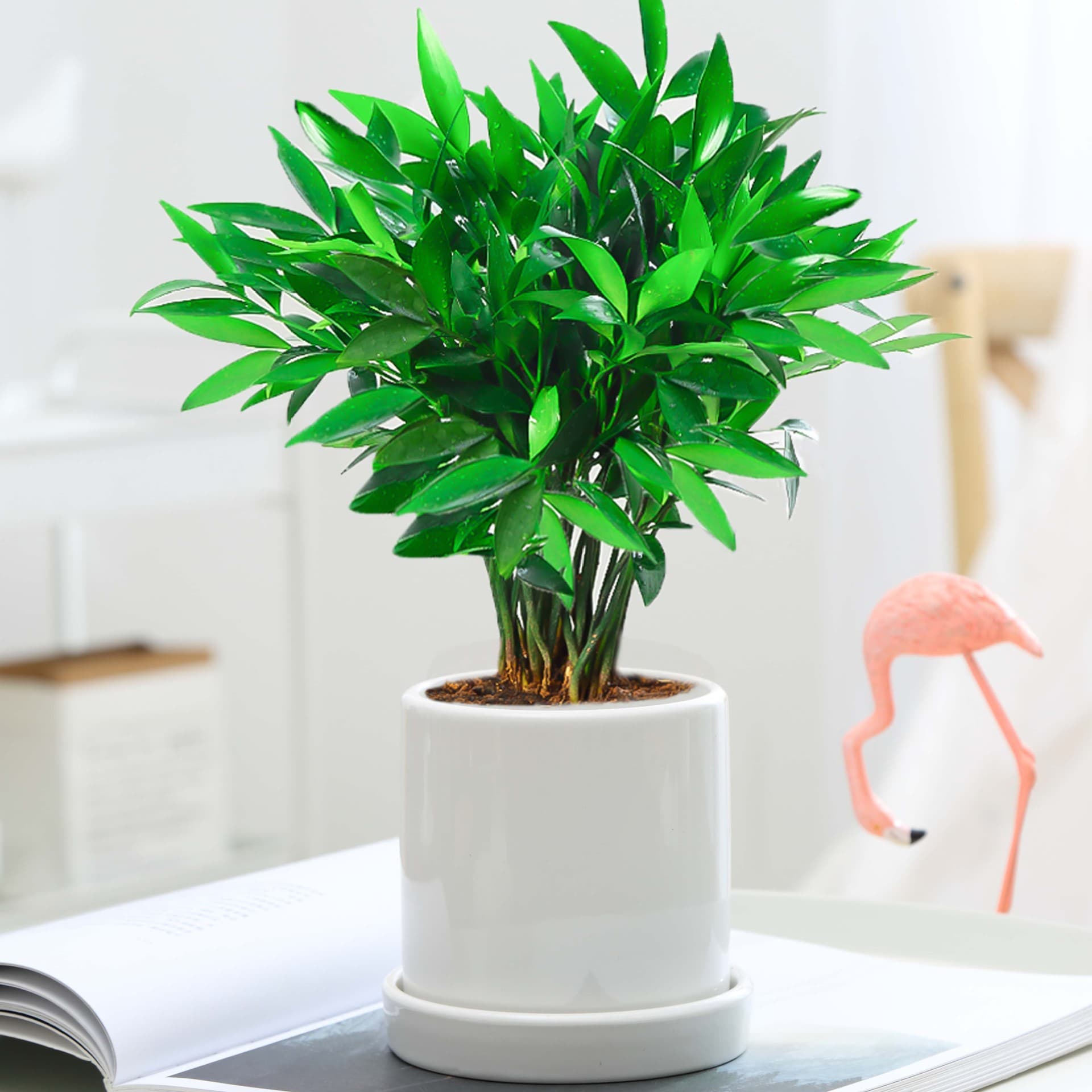 Hydroponic mosquito repellent bamboo and cypress potted flowers, rich bamboo hydroponic plants, mosquito repellent grass, easy living green plants for indoor living rooms