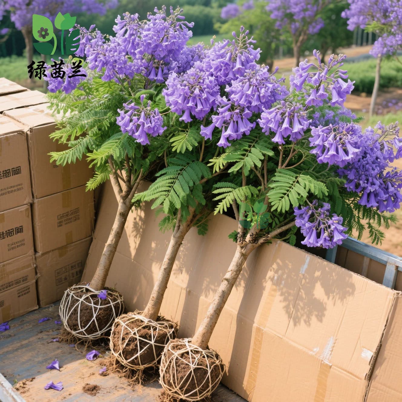 Jacaranda seedlings, cold-resistant, valuable landscape trees, large potted plants for courtyards and outdoor use, old stumps, bonsai with soil ball, direct from the base.