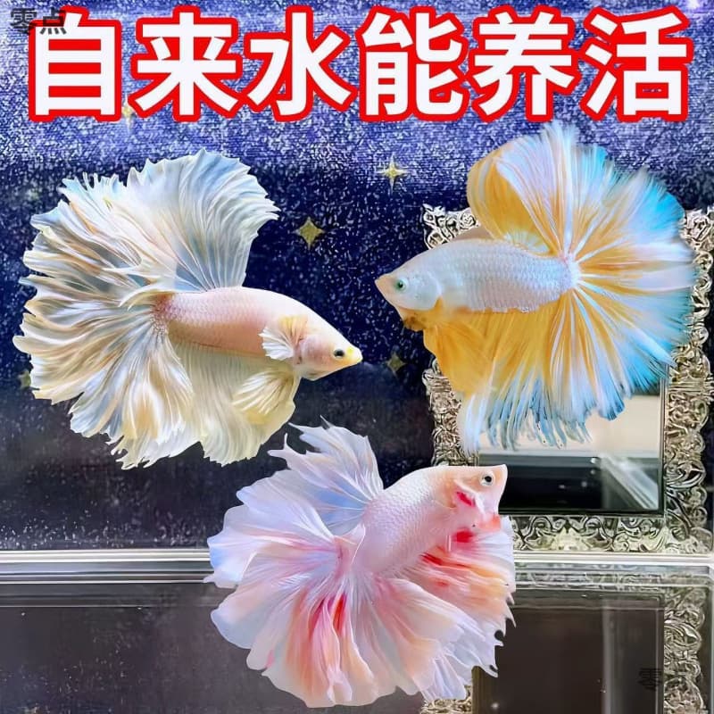 Competition Grade Thai Betta Fish Halfmoon Fairy Desktop Pet Tropical Fish Ornamental Fish Easy to Keep Pure White Hardy