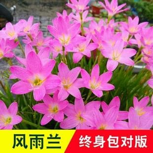 Rain Lily Bulbs Four Seasons Blooming Double Petal Zephyranthes Onion Orchid Seedlings Indoor Outdoor Courtyard Flower Bed Cold Tolerant Potted Plants