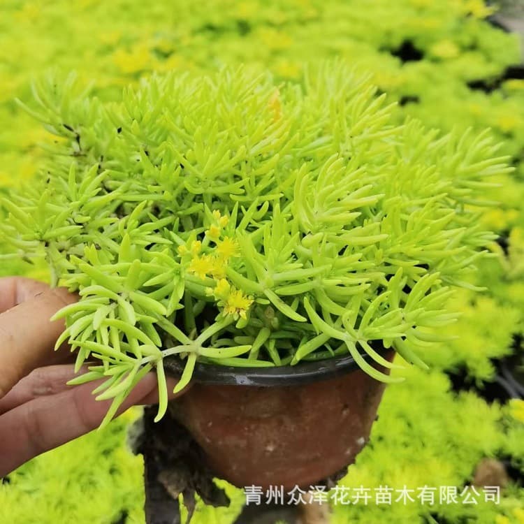 Buddha's grass wholesale gold leaf Buddha's grass green leaf Buddha's grass gold strips ground cover landscaping cup potted perennial flowers