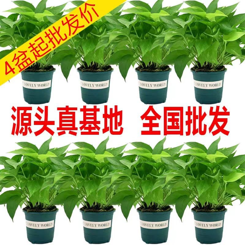 180 Green Ivy Potted Indoor Green Plant, Easy to Grow, Large-Leaf Green Ivy, Flower Plant Source Base Direct Supply to Market Wholesale