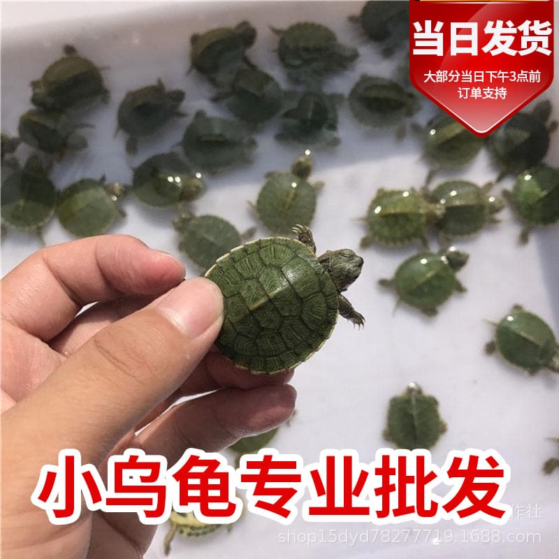 Small Brazilian Turtle Pet Live Turtle Red-Eared Slider Water Turtle Wholesale Street Vendor Large Turtle Golden Turtle Hatchling