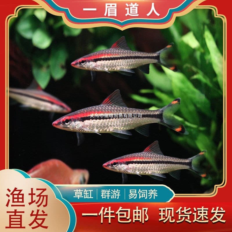 Red-browed Taoist mermaid lantern fish small grass tank ornamental fish tropical freshwater pet fish live Congolese mermaid