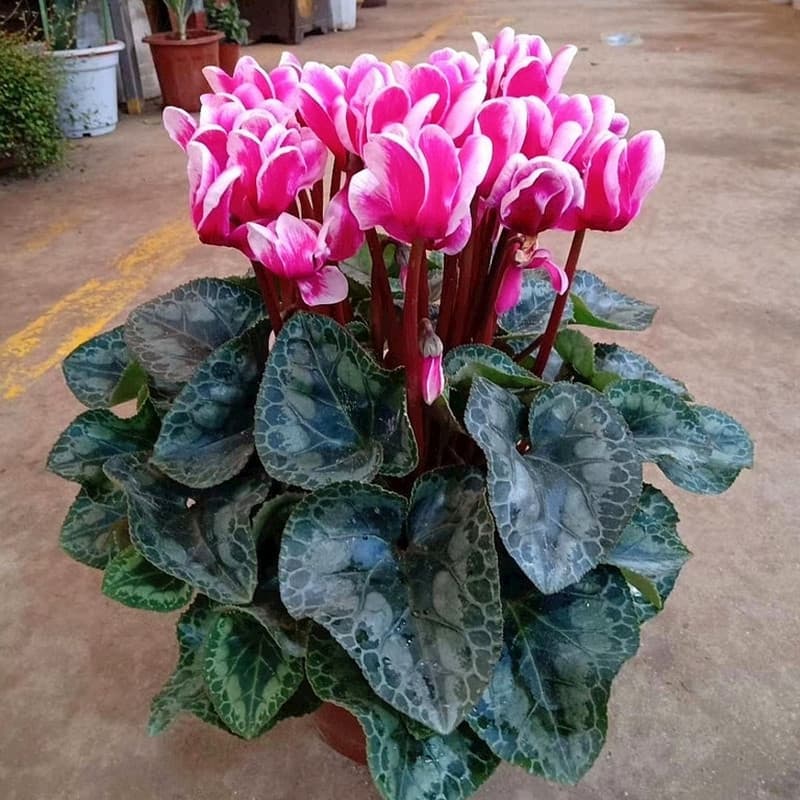 One-piece dropshipping of Cyclamen bulbs, rabbit ear-shaped flowers, potted plants, indoor balconies, year-round ornamental, easy to care for, hyacinths
