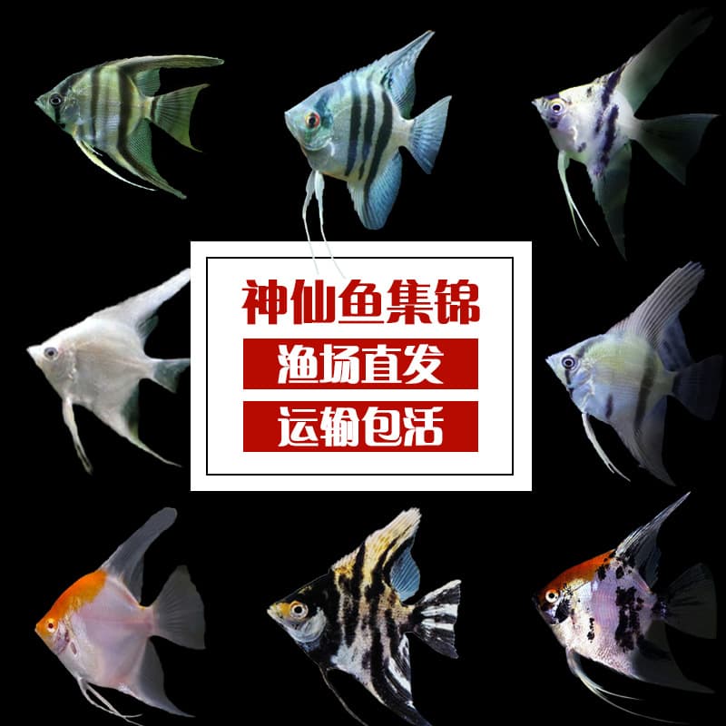 Angelfish, Peruvian, Red Head Tricolor, Black, Snow, Panda Live Tropical Ornamental Fish Pet