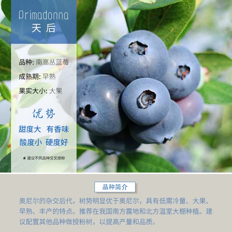 Blueberry Tree Seedling Blueberry Plant Potted or Ground Planting with Large Fruit Suitable for North and South Cultivation Rabbit Eye Emerald Fruit Tree