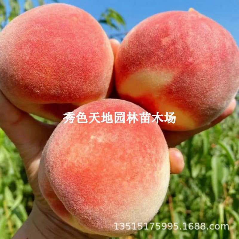 Early maturing May red peach seedlings, peach seedlings planted in the north and south, grafted peach saplings, courtyard potted fruit trees, ground planting