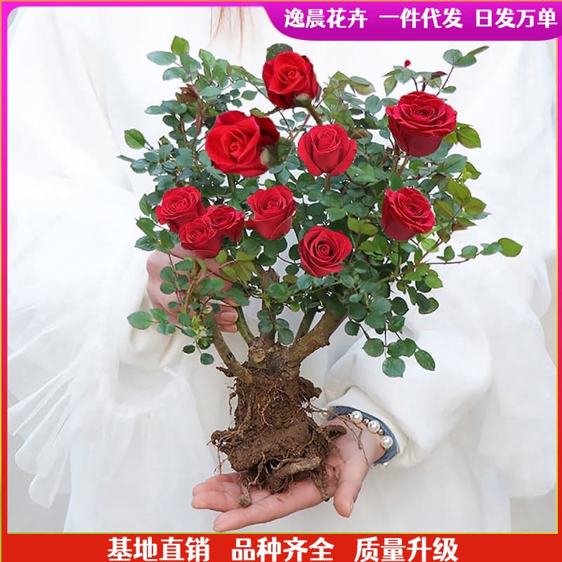 Rose saplings, old piles, rose saplings, extra large potted flowers, four-season blooming flowers, red roses, multi-color juice, Yangxing