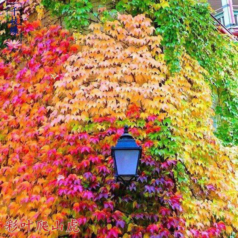 New Ivy Seeds Available in Multiple Colors, Including American Ivy, Evergreen All Year Round, etc.