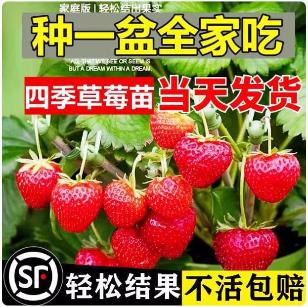 Four-Season Strawberry Seedlings in Pots, Easy to Grow, Red and Cream White Strawberry Seedlings with Soil, Plug Seedlings, Angel Seedlings, Suitable for Both Northern and Southern Regions