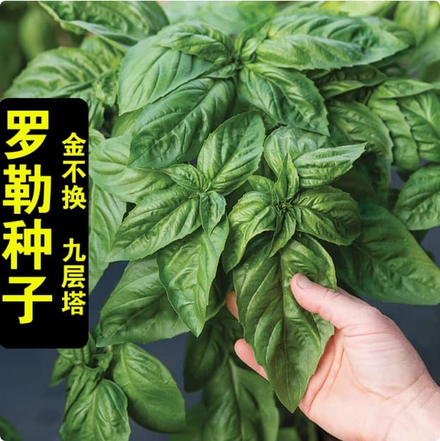 Large-Leaf Basil Seeds Potted Edible Vegetables, Herbs, Rapeseed Seeds, Sweet Basil, Mint, All Year Round Seeds