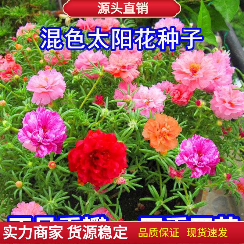 Double Petal Sunflower Seeds Mixed Colors Seven Color Flower Seeds Easy to Grow Four Seasons Indoor Sunflower Seeds Wholesale