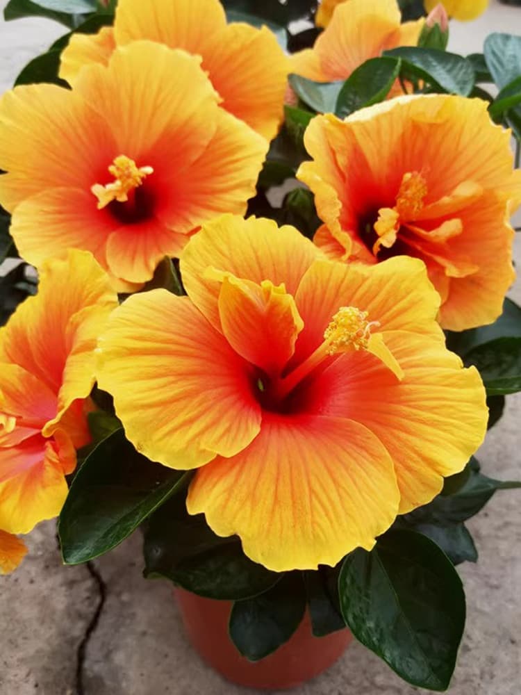 Auspicious Hibiscus Syriacus Cotton Rose Hardy Sun-Resistant Heat-Tolerant Perennial Potted Plant with Buds for Courtyard and Balcony