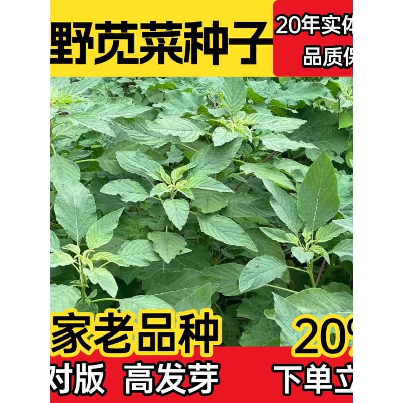 Wild Amaranth Seeds, Large Leaf Amaranth Seeds, Green Amaranth Seeds, Heirloom Large Round Leaf Wild Vegetable