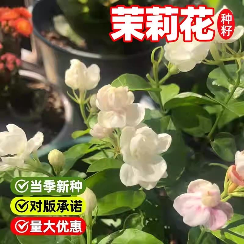[Cross-border Supply] Jasmine seeds, easy to grow year-round, suitable for indoor balconies, potted plants, perennial flowering seeds.