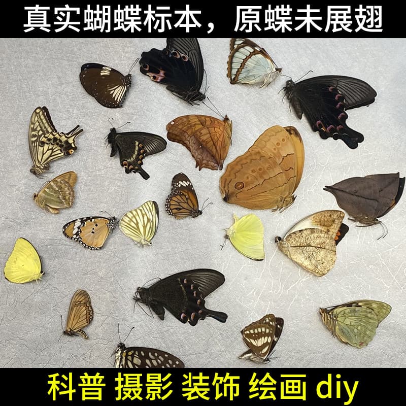 Butterfly Specimens Original Unspread Various Butterflies DIY Insects for Kindergarten Teaching, Collection, Photography Wholesale
