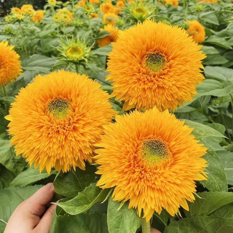 Colorful Sunflower Seeds Ornamental Flower Plants Balcony Indoor Courtyard Potted Flower Seeds Flower Sea Green Plants Flower Seeds