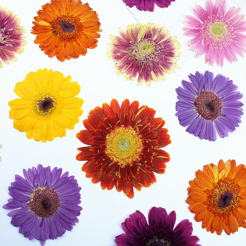 Gerbera Dried Flower Pressed Flower Wholesale, Real Flower Specimen Pressed Flower Handmade Lamp Candle Decoration Dried Flower DIY Material Kit